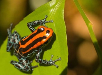 373x278xamazon-river-cruise-poison-dart-frog.jpg.pagespeed.ic.AaX03s6x3D