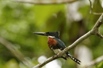 estrella amazon-kingfisher
