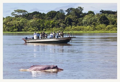 estrella amazon tour pink-river-dolphin.jpg