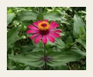 amazon rainforest flower