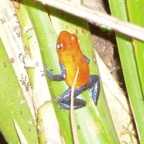 gold-blue-frog_WM