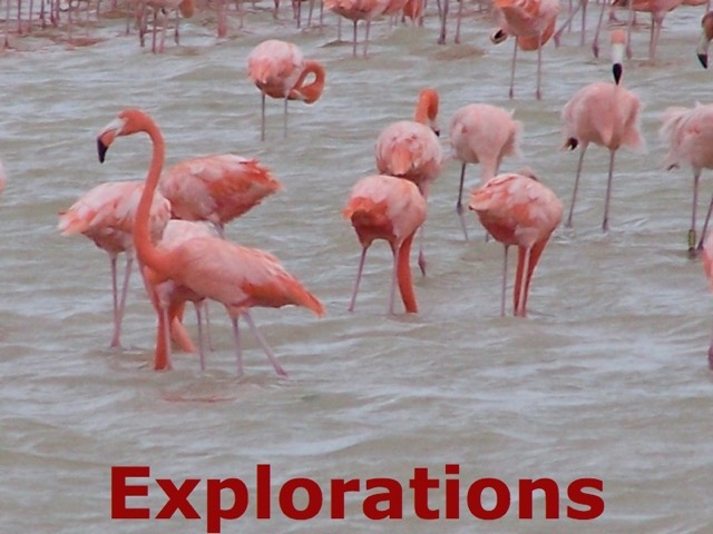 Flamingoes closeup_WM