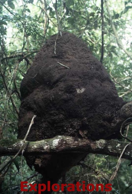 termite-nest_WM