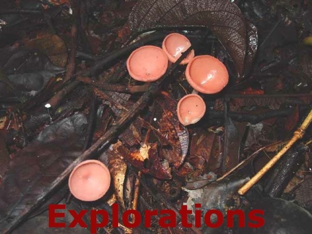 146-Pink-Fungi_WM