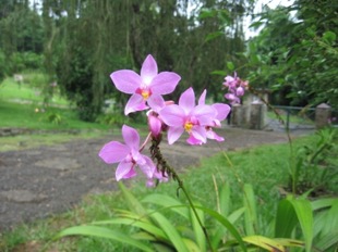 orquideario_de_soroa_1_copia_0