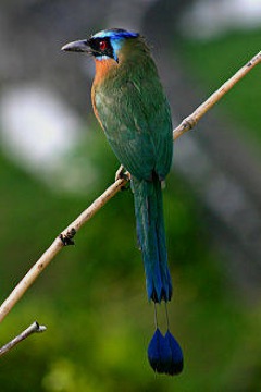 Blue-crowned-Motmot