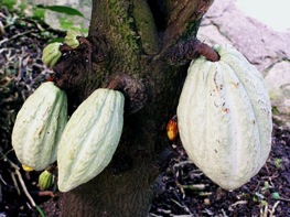 Cacao tree