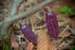 cacao