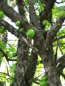 Calabash tree