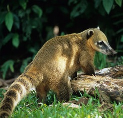 Coatimundi