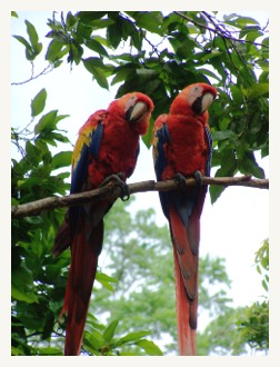 Copan macaw couple