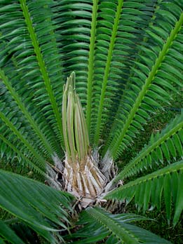 Cycads