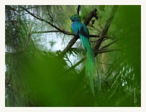 DSC_2345-Quetzal-300x225