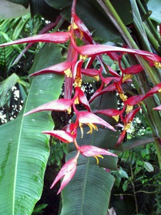 Heliconia