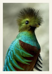 Quetzal2