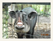 Tapir belize zoo