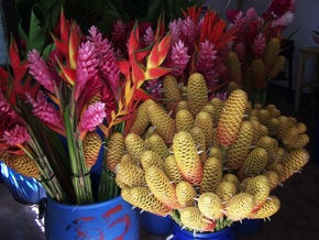 Tropical flowers