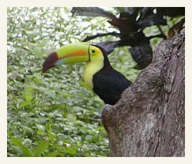 toucan