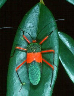 assasinbug