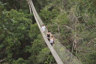 canopy walkway  (3) amazon tour