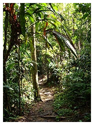 foto-rainforest4 amazon tour