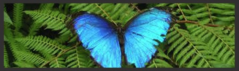 butterfly on amazon tour