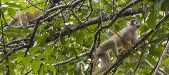 monkey in tree