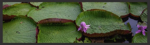 water lilies on amazon tour