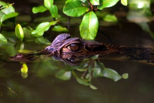 Black caiman []