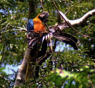 Blue and yellow macaw []