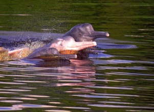 Family group of pink dolphin []