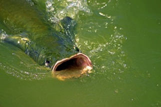 The fresh water giant fish (paiche or pirarucu fish) []