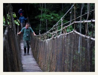 canopy walk pacaya samiria