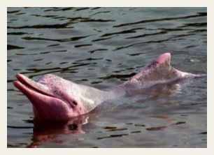 amazon cruise pink dolphin