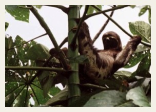 amazon cruise sloth