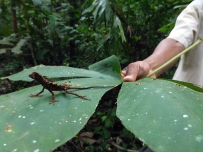 Amazon-River-QV-lizard