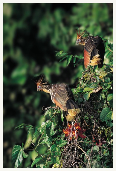 estrella amazon tour hoatzins-high