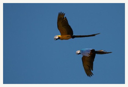 estrella amazon tour macaw