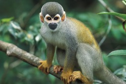 xsquirrel-monkey.jpg.pagespeed.ic.GA2aOtFYrT