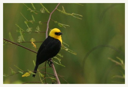 estrella amazon tour Yellow Hooded Blackbird