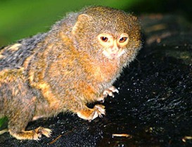 9pygmy-marmoset-sm