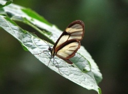 Amazon River Cruise Delfin Picture 27