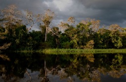 Amazon River Cruise Delfin Picture 31