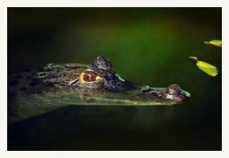 CAIMAN- amazon cruise