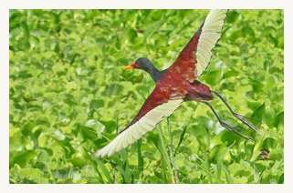 FLYING-BIRD-3 amazon cruise