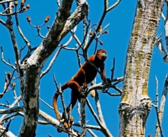 HOWLER-MONKEY-430x350