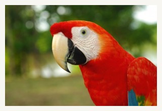 MACAW amazon cruise