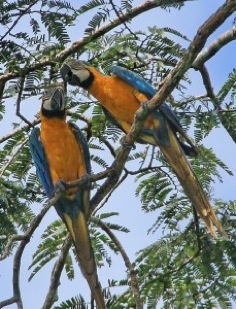 MACAWS-229x300