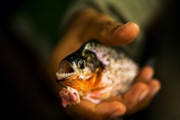 PIRANHA-430x286