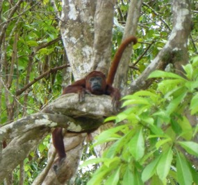 Amazon-River-QV-howler-monkey